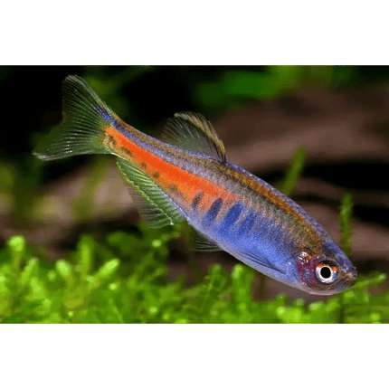 [ARRIVED 7 - JAN - 2026] Dwarf Glowlight Danio (Celestichthys choprae ) 2cm - 3cm - Nano Tanks Australia
