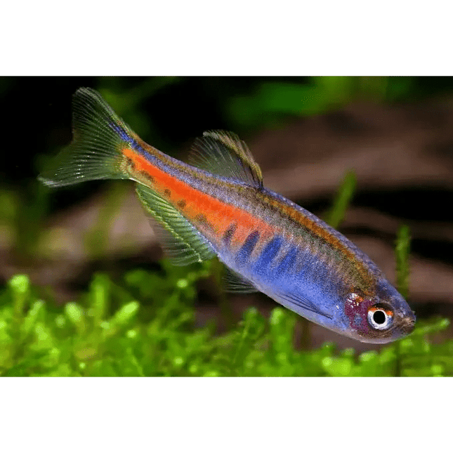 [ARRIVED 7 - JAN - 2026] Dwarf Glowlight Danio (Celestichthys choprae ) 2cm - 3cm - Nano Tanks Australia