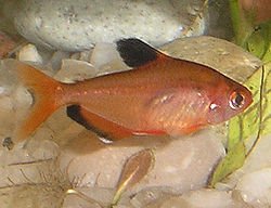 [ARRIVED 7 - MAR - 2026] Serpae Tetra 2 - 4cm - Nano Tanks Australia