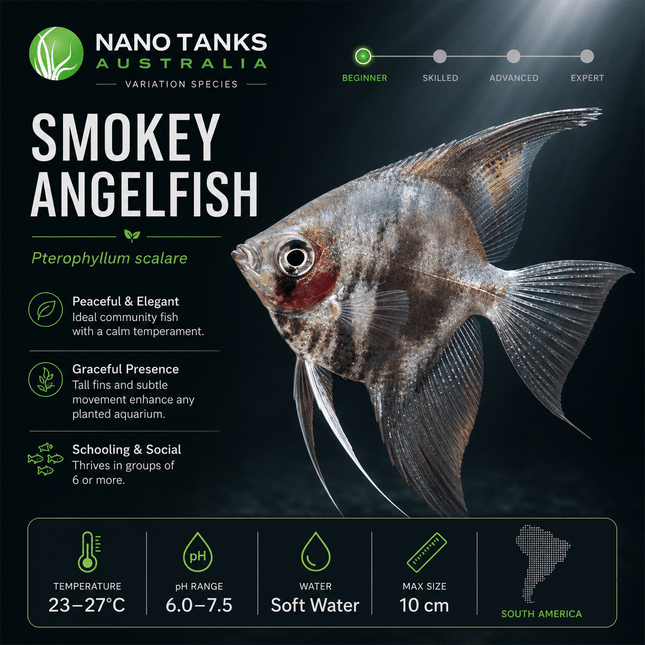 [ARRIVED 7-MAR-2026] Smokey Angelfish 3-6cm - Nano Tanks Australia