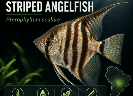 [ARRIVED 7-MAR-2026] Striped (Blue Sapphire) Angelfish 3-6cm Veiltail and Standard - Nano Tanks Australia