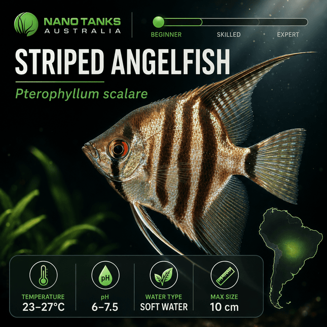 [ARRIVED 7-MAR-2026] Striped (Blue Sapphire) Angelfish 3-6cm Veiltail and Standard - Nano Tanks Australia