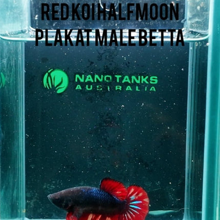 [ARRIVED 8 - DEC - 2025] 4BT24 - Red Koi Halfmoon Plakat Male Betta - Nano Tanks Australia