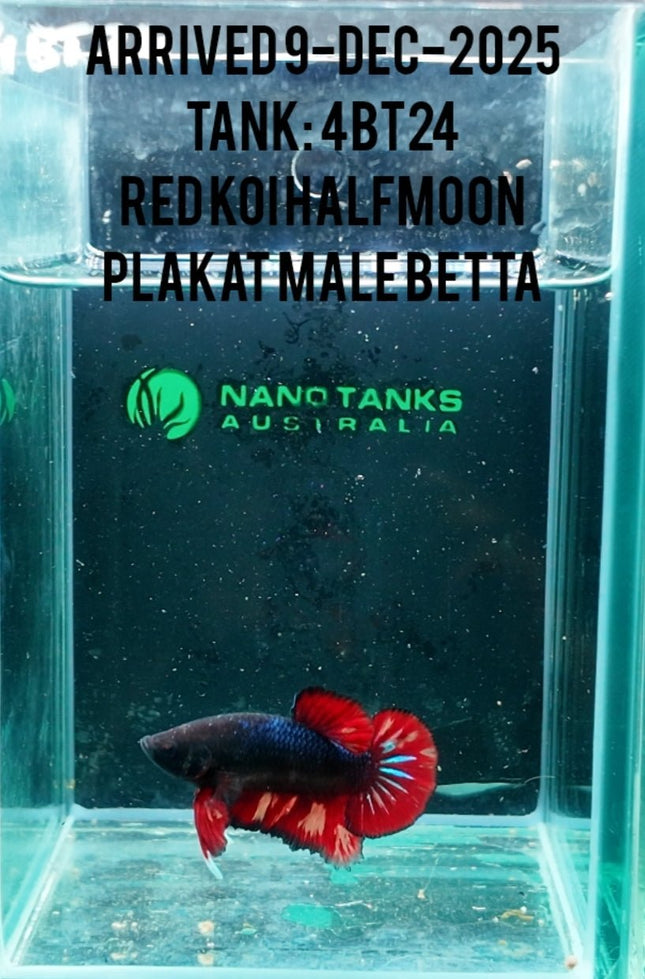 [ARRIVED 8 - DEC - 2025] 4BT24 - Red Koi Halfmoon Plakat Male Betta - Nano Tanks Australia