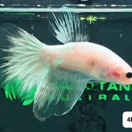 [ARRIVED 8 - JAN - 2026] 4BT13 - White Cellophane Halfmoon Male Betta - Nano Tanks Australia
