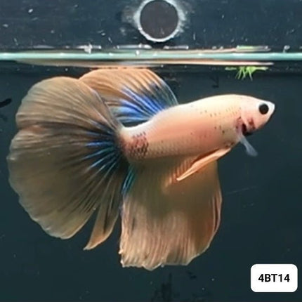 [ARRIVED 8 - JAN - 2026] 4BT14 - Yellow Halfmoon Male Betta - Nano Tanks Australia
