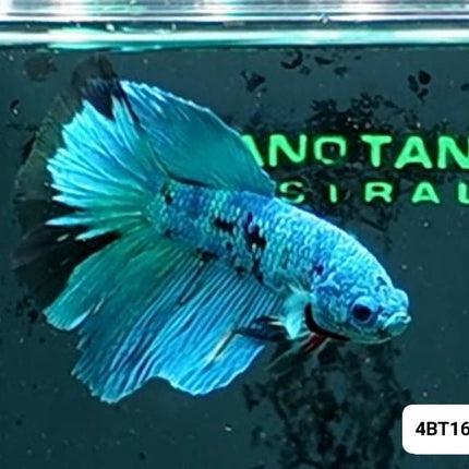 [ARRIVED 8 - JAN - 2026] 4BT16 - Blue Avatar Halfmoon Male Betta - Nano Tanks Australia