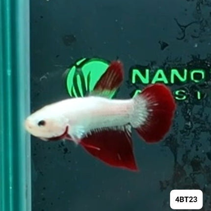 [ARRIVED 8 - JAN - 2026] 4BT23 - Red Dragon Halfmoon Plakat Male Betta - Nano Tanks Australia