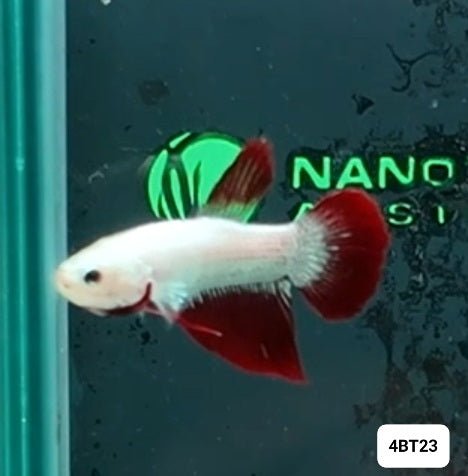 [ARRIVED 8 - JAN - 2026] 4BT23 - Red Dragon Halfmoon Plakat Male Betta - Nano Tanks Australia