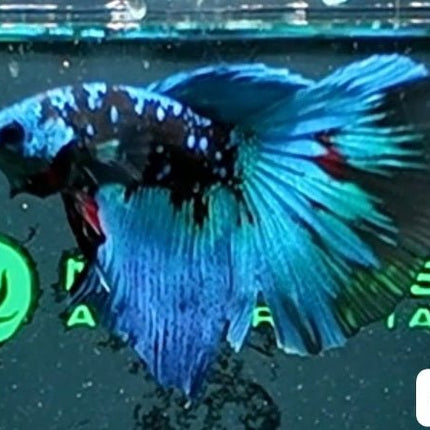 [ARRIVED 8 - JAN - 2026] 4BT24 - Blue Avatar Halfmoon Plakat Male Betta - Nano Tanks Australia