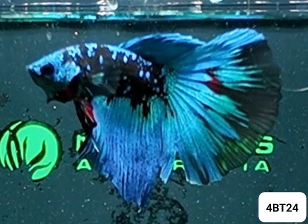 [ARRIVED 8 - JAN - 2026] 4BT24 - Blue Avatar Halfmoon Plakat Male Betta - Nano Tanks Australia