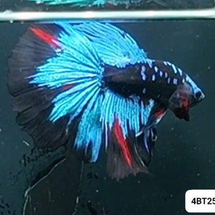 [ARRIVED 8 - JAN - 2026] 4BT25 - Blue Avatar Halfmoon Male Betta - Nano Tanks Australia