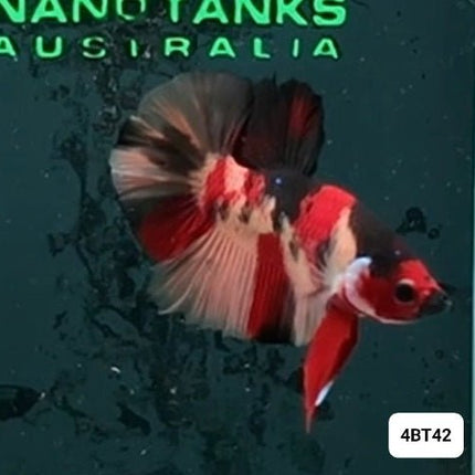 [ARRIVED 8 - JAN - 2026] 4BT42 - Red Koi Nemo Halfmoon Plakat Male Betta - Nano Tanks Australia