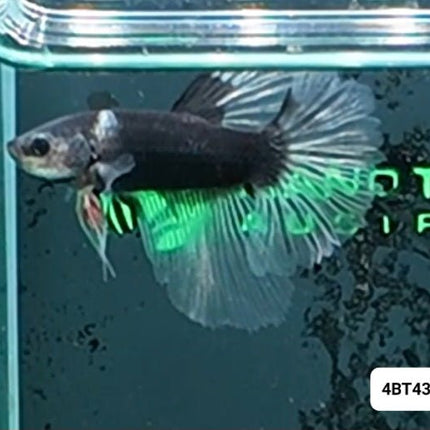 [ARRIVED 8 - JAN - 2026] 4BT43 - UNIQUE: Black Cellophane Halfmoon Male Betta - Nano Tanks Australia