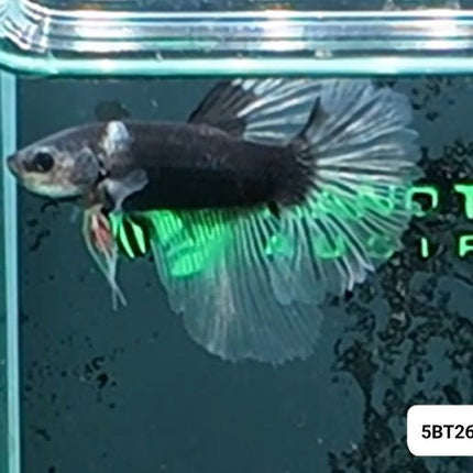 [ARRIVED 8 - JAN - 2026] 5BT26 - Black Cellophane Halfmoon Male Betta - Nano Tanks Australia