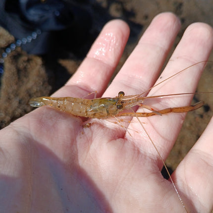 [ARRIVED 8 - SEP - 2025] Long Armed Freshwater Shrimp (Macrobrachium Australiense) 4 - 6cm - Nano Tanks Australia