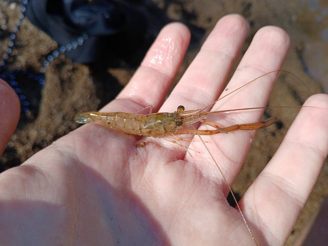 [ARRIVED 8 - SEP - 2025] Long Armed Freshwater Shrimp (Macrobrachium Australiense) 4 - 6cm - Nano Tanks Australia