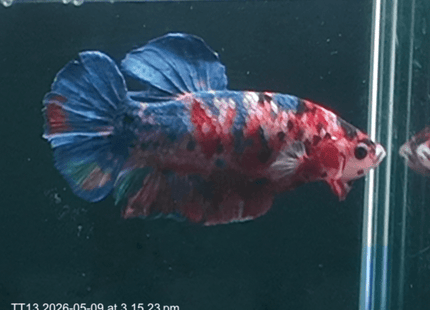 [ARRIVED 9 - MAY - 2026] TT13 - Koi Marble Giant Male Betta - Nano Tanks Australia