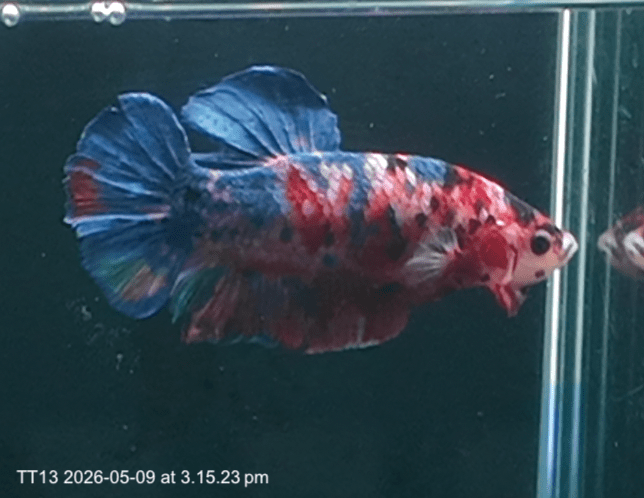 [ARRIVED 9 - MAY - 2026] TT13 - Koi Marble Giant Male Betta - Nano Tanks Australia