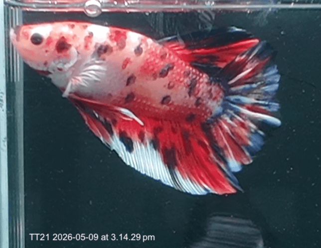 [ARRIVED 9 - MAY - 2026] TT21 - Giant Koi Halfmoon Plakat Male Betta - Nano Tanks Australia
