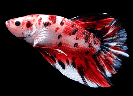 [ARRIVED 9-MAY-2026] TT21 - Giant Koi Halfmoon Plakat Male Betta - Nano Tanks Australia