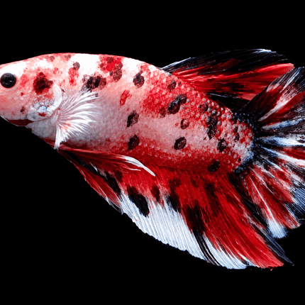 [ARRIVED 9-MAY-2026] TT21 - Giant Koi Halfmoon Plakat Male Betta - Nano Tanks Australia