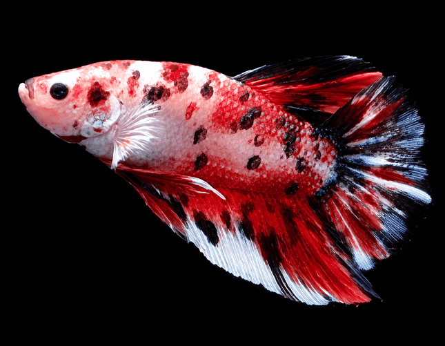 [ARRIVED 9-MAY-2026] TT21 - Giant Koi Halfmoon Plakat Male Betta - Nano Tanks Australia