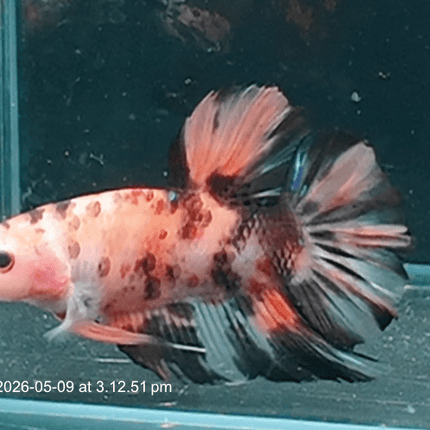 [ARRIVED 9 - MAY - 2026] TT22 - Giant Koi Halfmoon Plakat Male Betta - Nano Tanks Australia