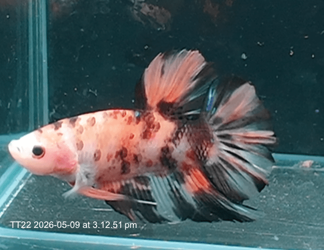 [ARRIVED 9 - MAY - 2026] TT22 - Giant Koi Halfmoon Plakat Male Betta - Nano Tanks Australia