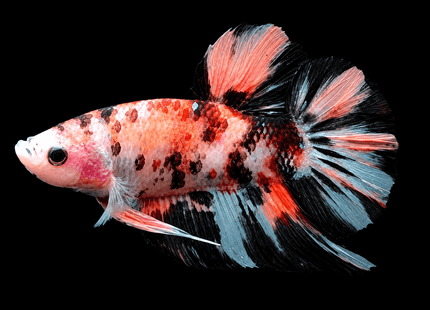 [ARRIVED 9-MAY-2026] TT22 - Giant Koi Halfmoon Plakat Male Betta - Nano Tanks Australia