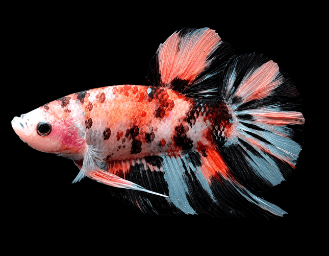 [ARRIVED 9-MAY-2026] TT22 - Giant Koi Halfmoon Plakat Male Betta - Nano Tanks Australia