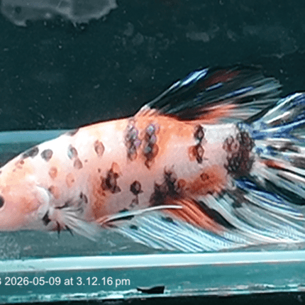 [ARRIVED 9 - MAY - 2026] TT23 - Giant Koi Halfmoon Plakat Male Betta - Nano Tanks Australia