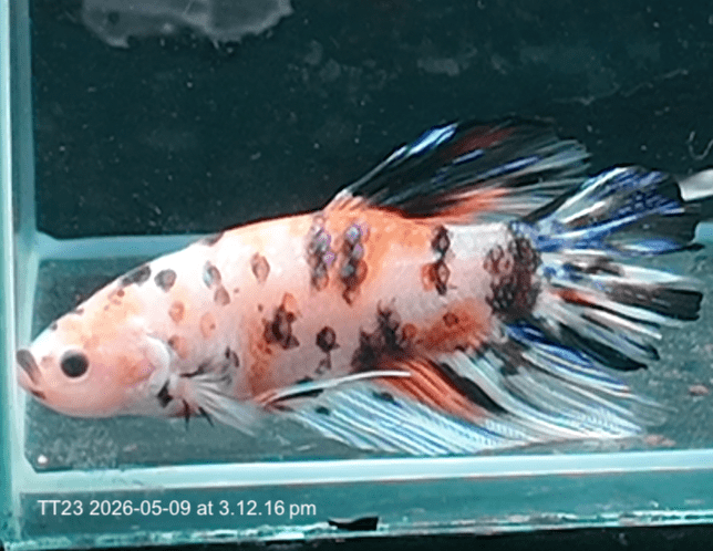[ARRIVED 9 - MAY - 2026] TT23 - Giant Koi Halfmoon Plakat Male Betta - Nano Tanks Australia