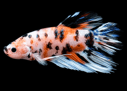 [ARRIVED 9-MAY-2026] TT23 - Giant Koi Halfmoon Plakat Male Betta - Nano Tanks Australia