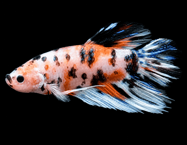 [ARRIVED 9-MAY-2026] TT23 - Giant Koi Halfmoon Plakat Male Betta - Nano Tanks Australia