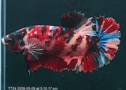 [ARRIVED 9 - MAY - 2026] TT24 - Giant Koi Halfmoon Plakat Male Betta - Nano Tanks Australia