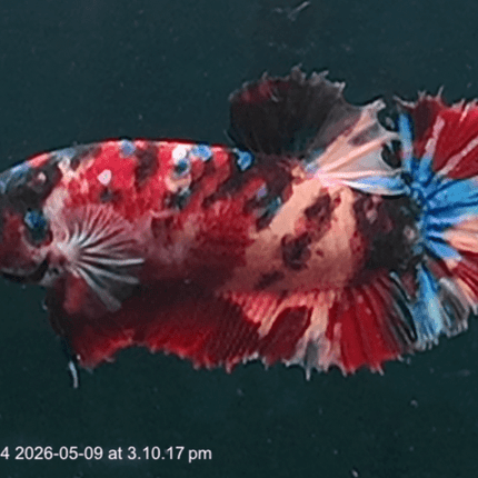 [ARRIVED 9 - MAY - 2026] TT24 - Giant Koi Halfmoon Plakat Male Betta - Nano Tanks Australia