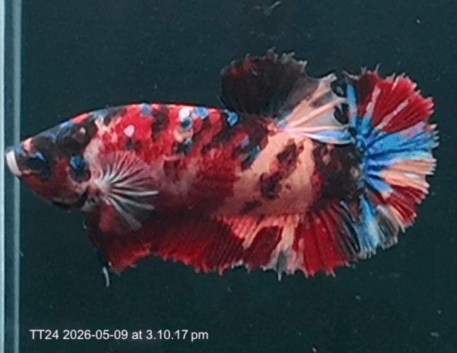 [ARRIVED 9 - MAY - 2026] TT24 - Giant Koi Halfmoon Plakat Male Betta - Nano Tanks Australia