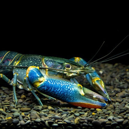 [ARRIVING SOON] Yabbies Cherax destructor 3 - 6cm - Nano Tanks Australia