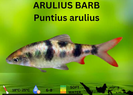 'Arulius' Barb Dawkinsia tambraparniei 3cm - Nano Tanks Australia Aquarium Shop