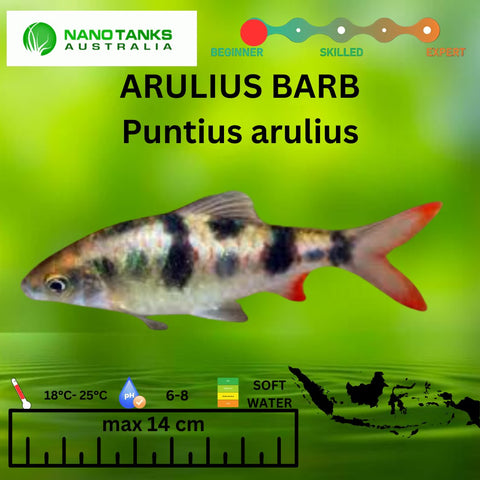 'Arulius' Barb Dawkinsia tambraparniei 3cm - Nano Tanks Australia Aquarium Shop