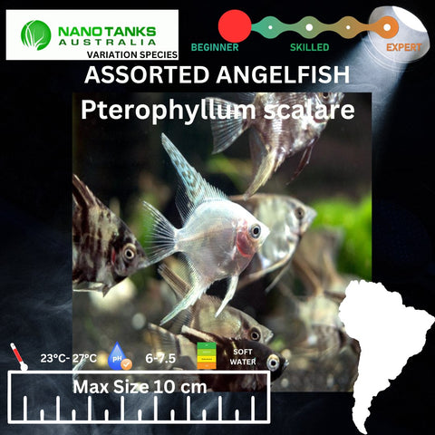 Assorted Angelfish 3.5cm - Nano Tanks Australia Aquarium Shop