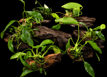 Assorted Anubias on Driftwood - Nano Tanks Australia