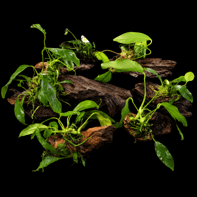 Assorted Anubias on Driftwood - Nano Tanks Australia