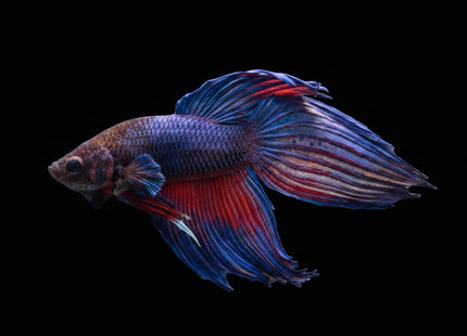Assorted Blue Veiltail Male Betta - Nano Tanks Australia Aquarium Shop