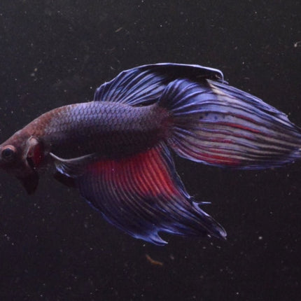 Assorted Blue Veiltail Male Betta - Nano Tanks Australia Aquarium Shop