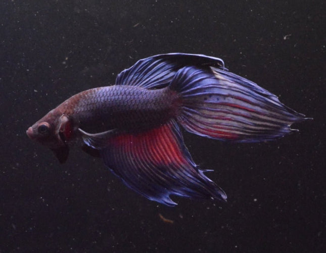 Assorted Blue Veiltail Male Betta - Nano Tanks Australia Aquarium Shop