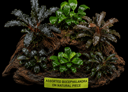 Assorted Bucephalandra on Natural Piece - Nano Tanks Australia