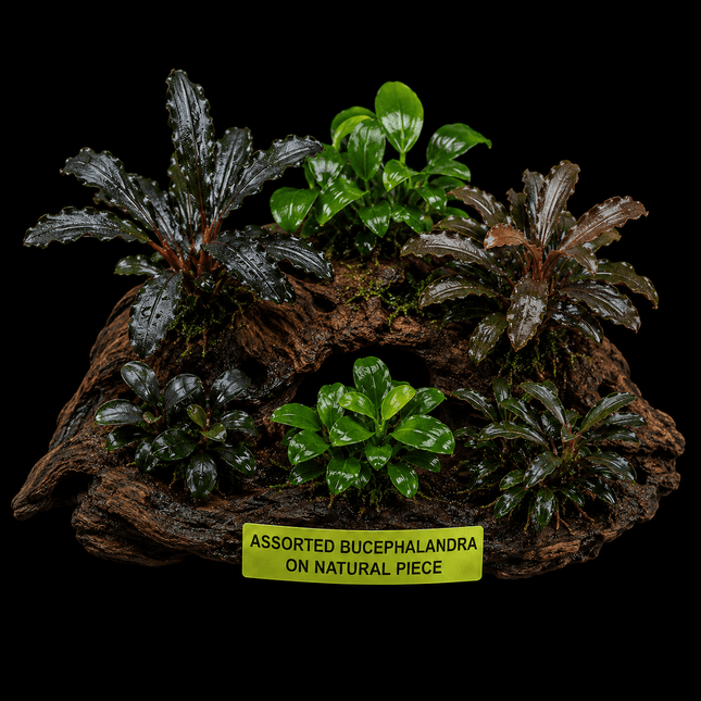 Assorted Bucephalandra on Natural Piece - Nano Tanks Australia