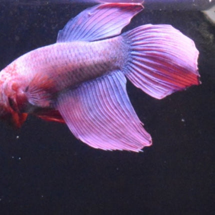 Assorted Cambodian Veiltail Male Betta - Nano Tanks Australia Aquarium Shop